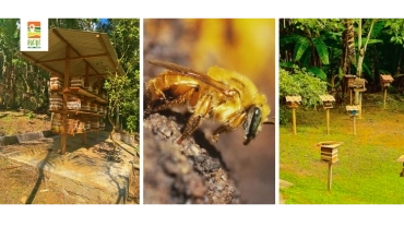 Meliponário Mondury. (+) Parque Natural Municipal Itaim | RC-UPPQ-0010-9037